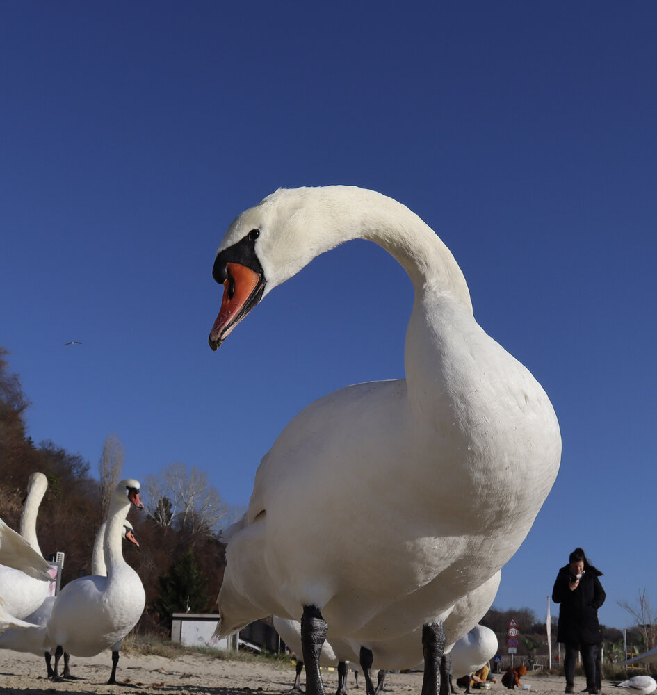 Curiosity