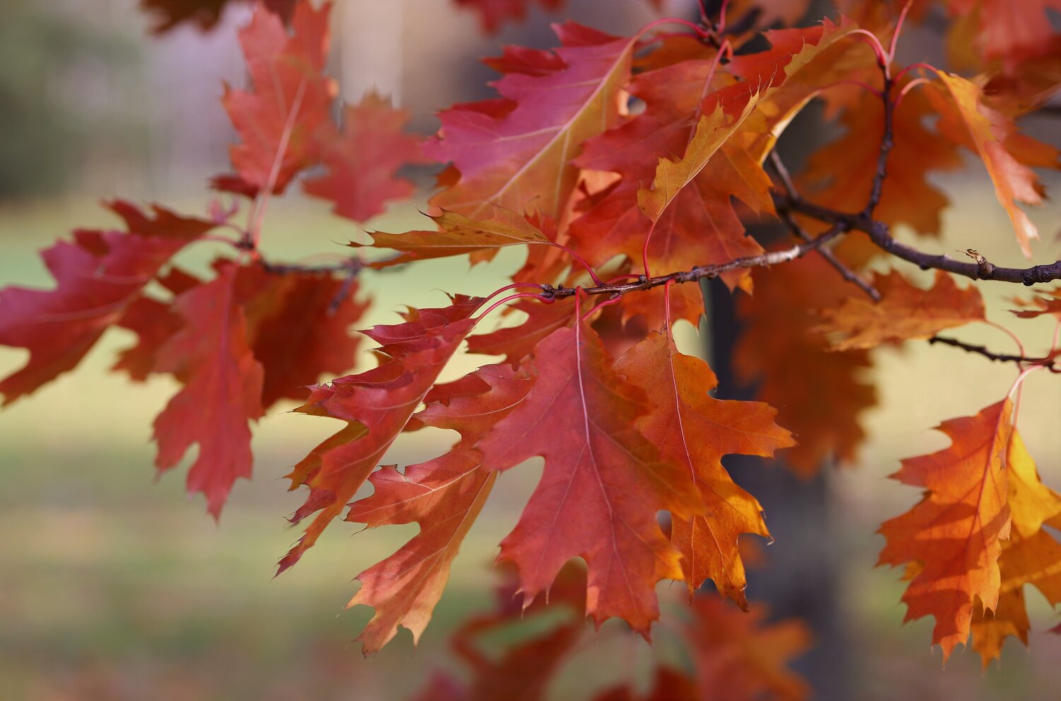 Photo #14138055