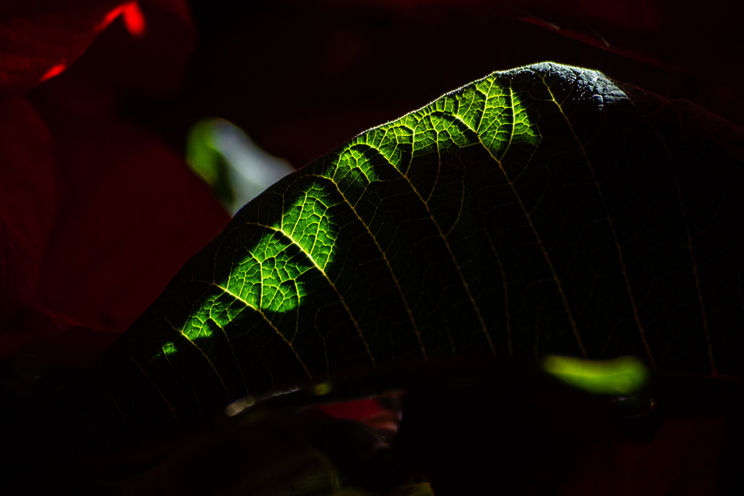 Photo #14138089