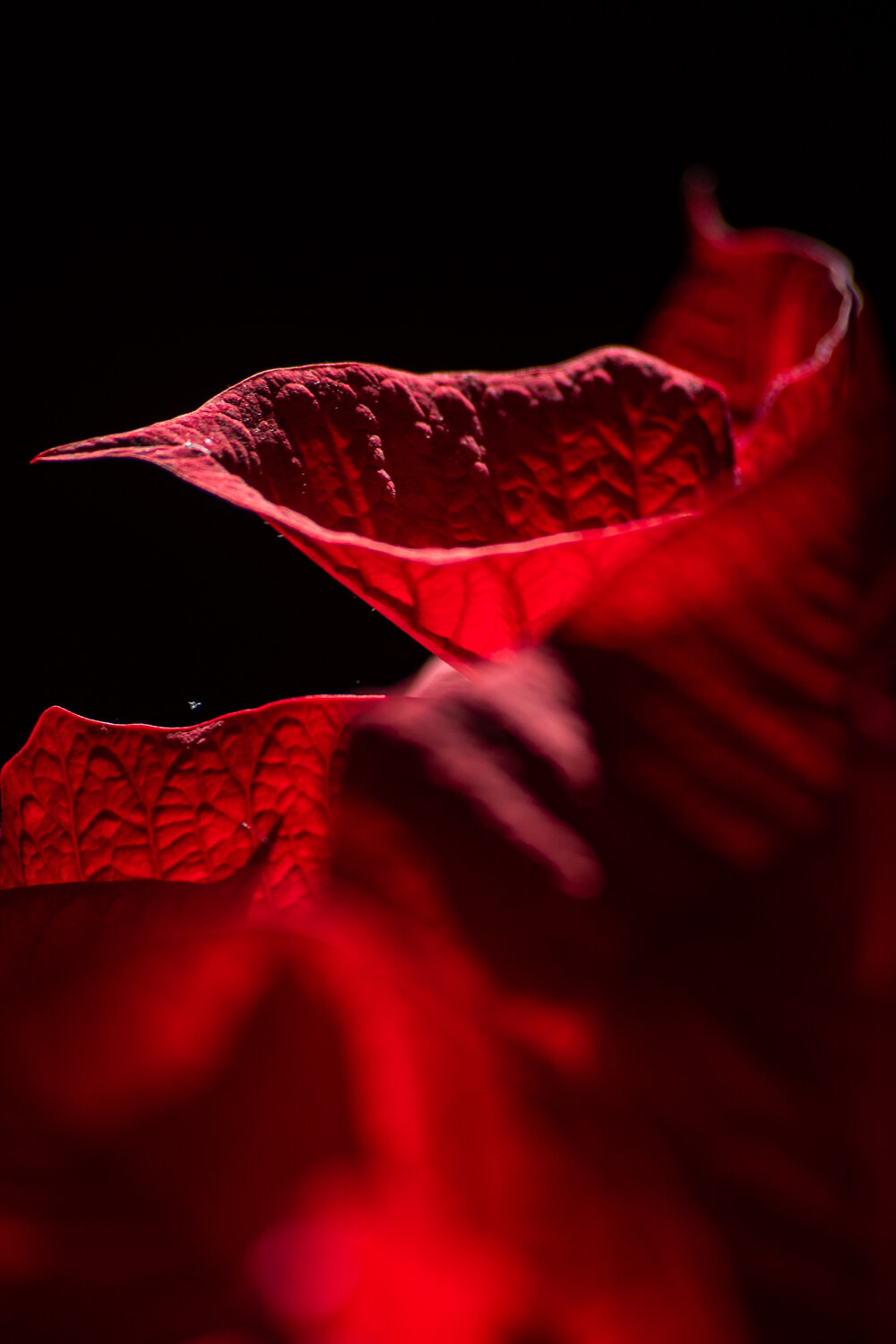 Photo #14138106