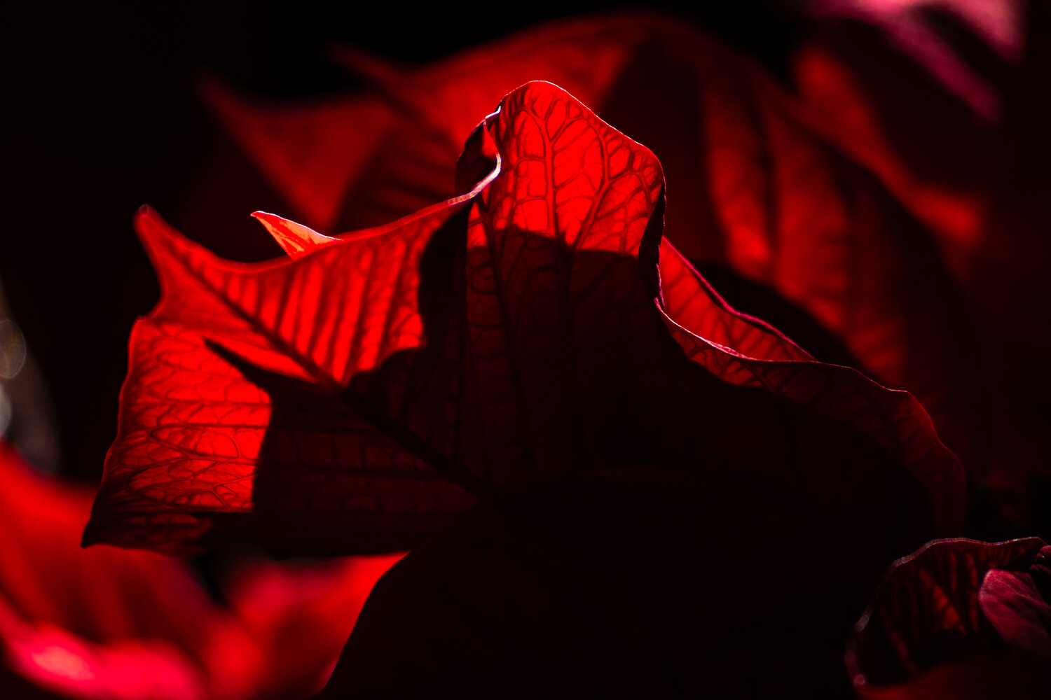 Photo #14138110