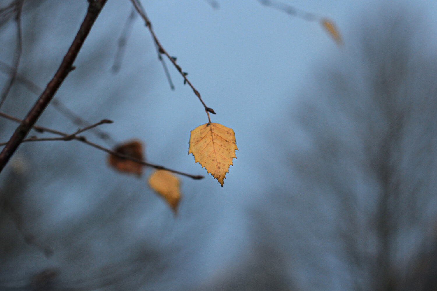 Photo #14138483