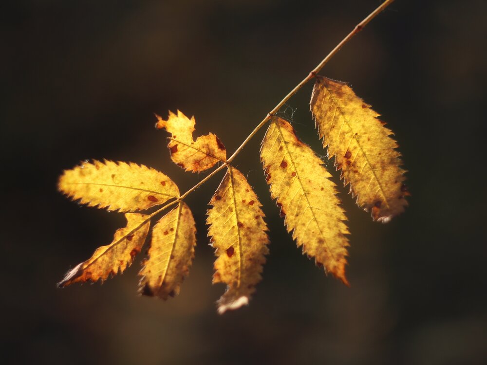 Photograph by Андрей Шестаков
