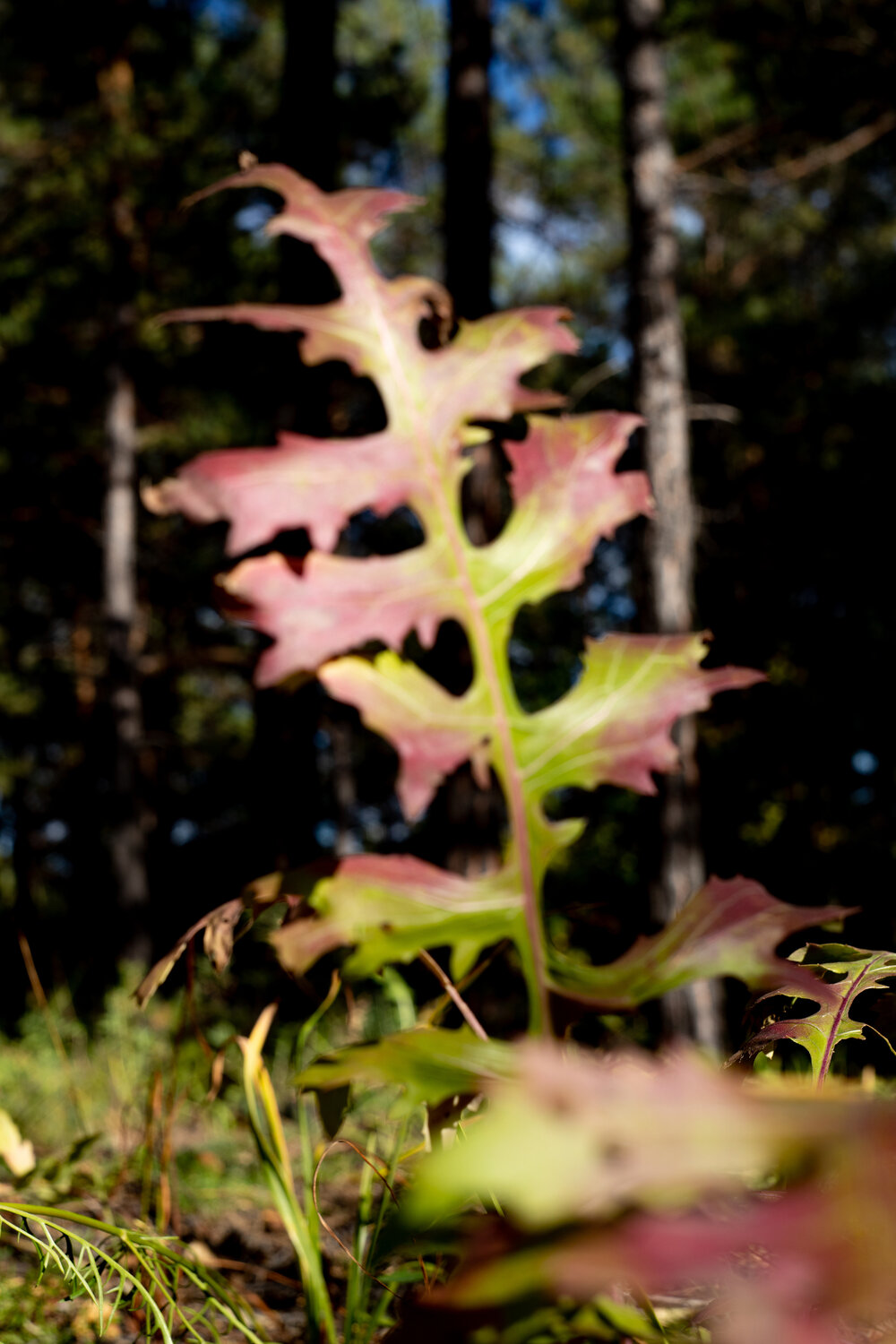 Photo #14138544