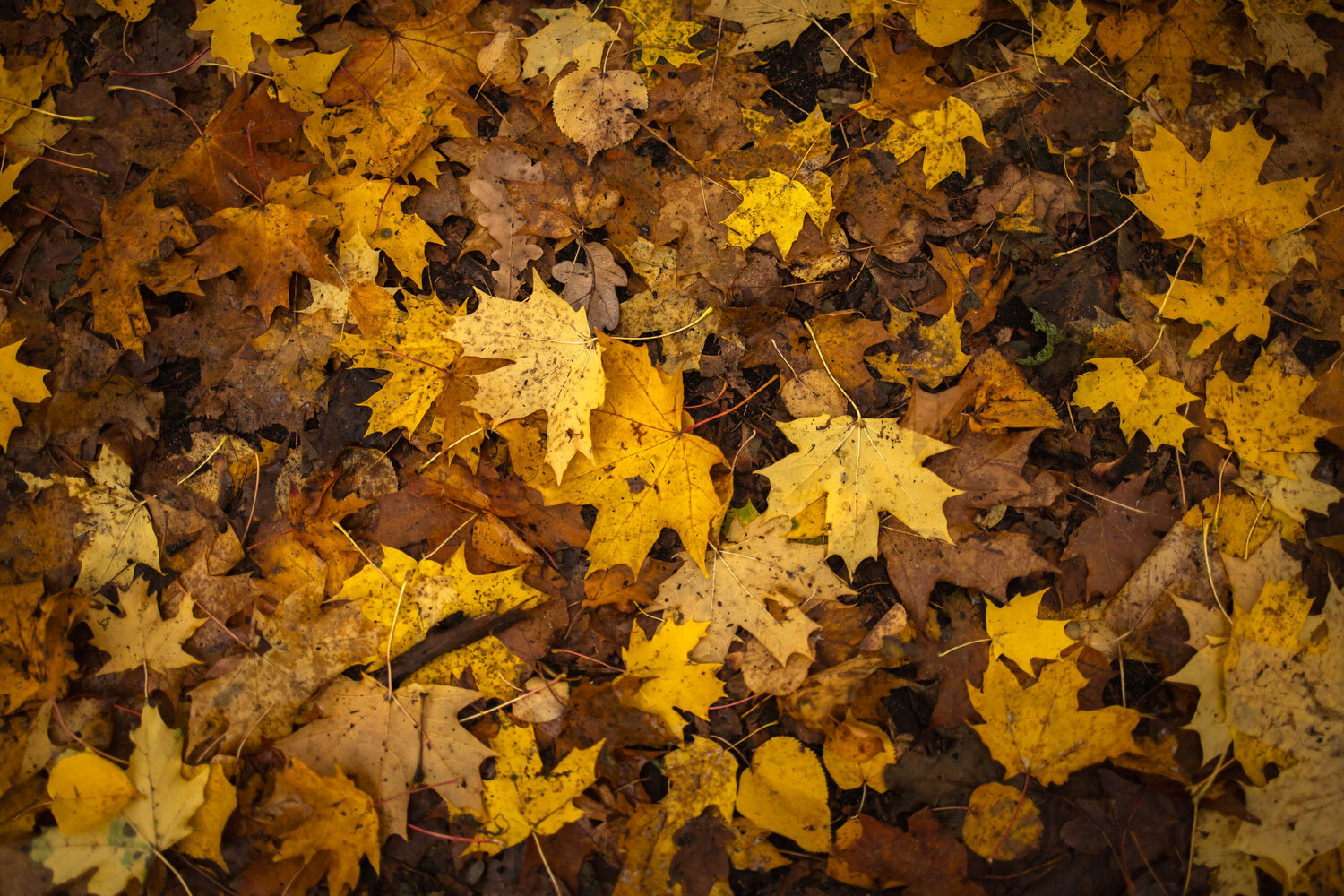 Photo #14138644