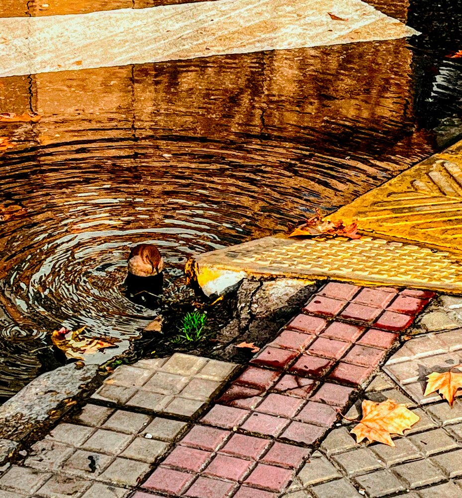 Golden Ripples