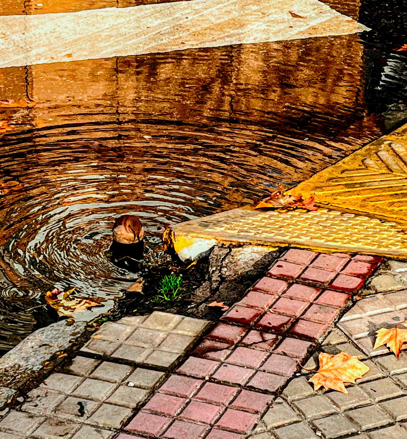 Golden Ripples