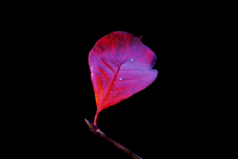 Photograph by Леонид Шнейдерман
