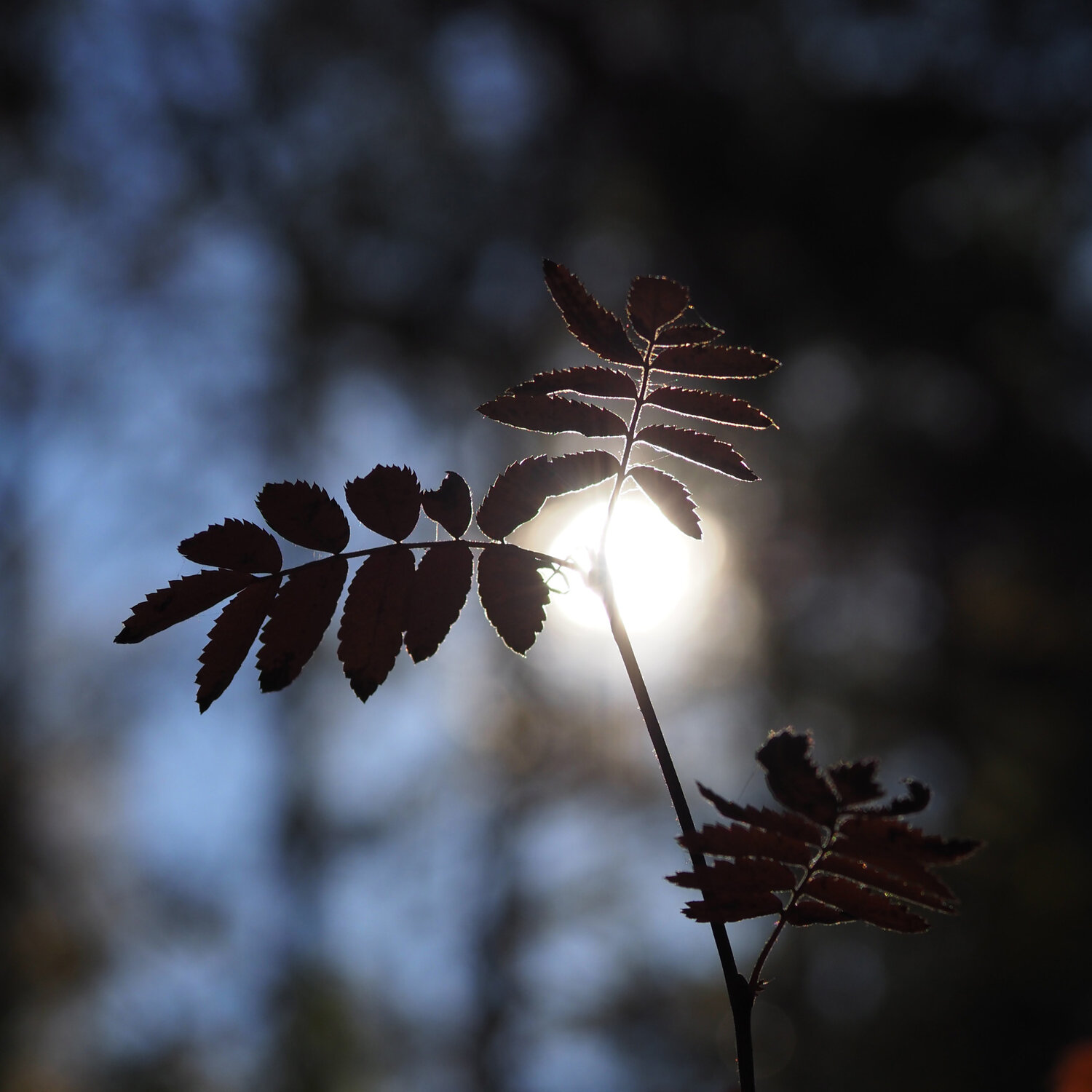 Photo #14139068