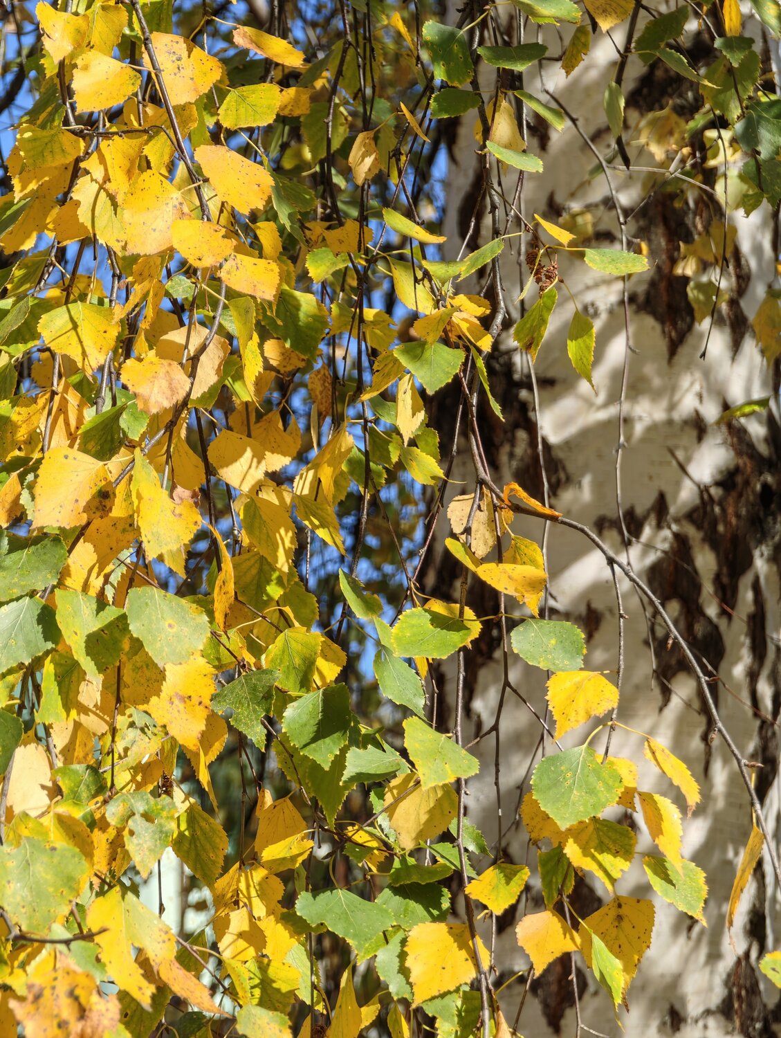 Photo #14139258