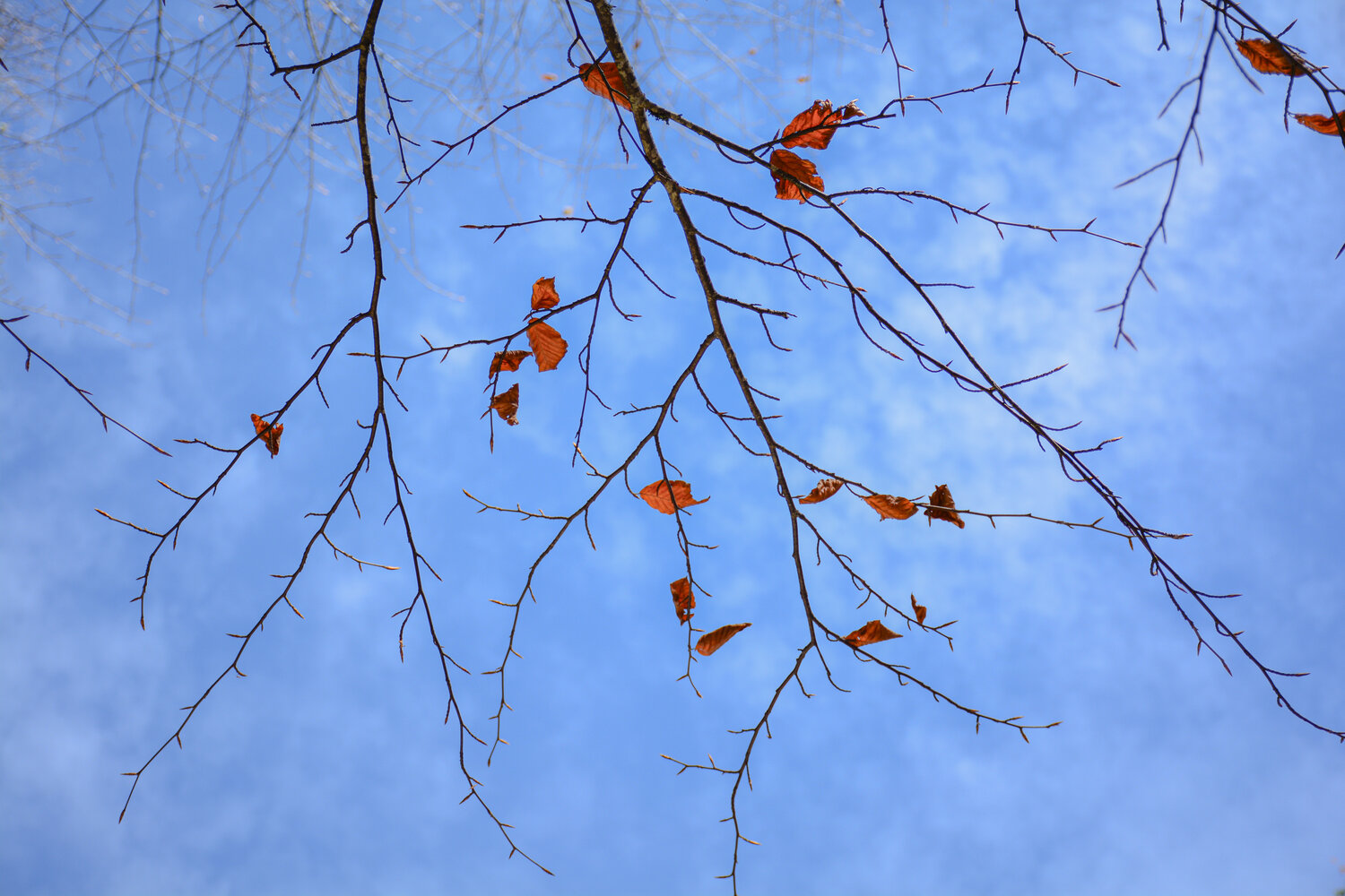 Photo #14139440