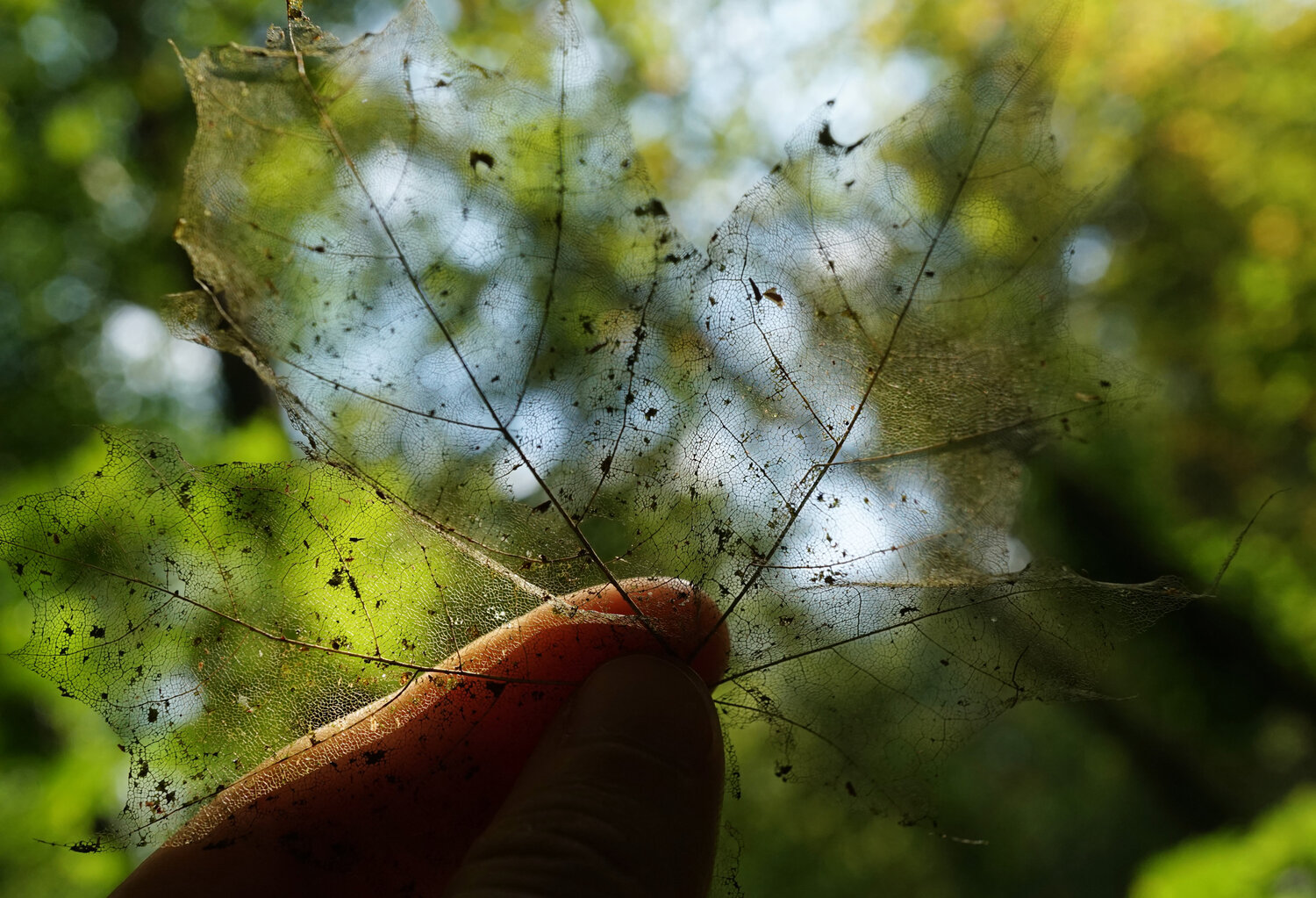 Photo #14139458