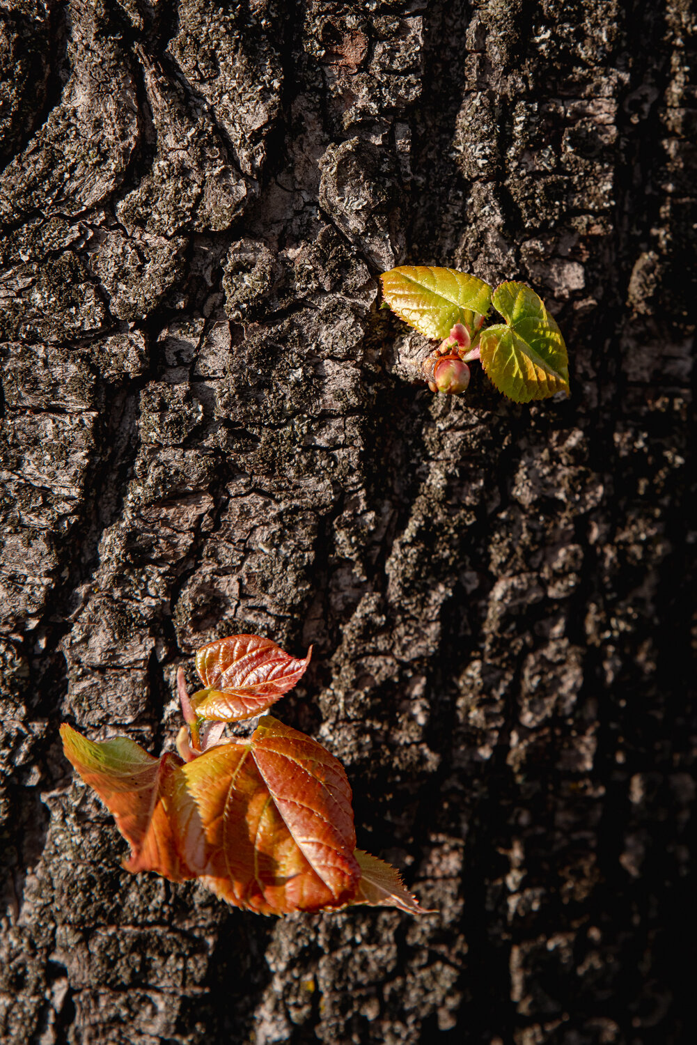Photo #14139489