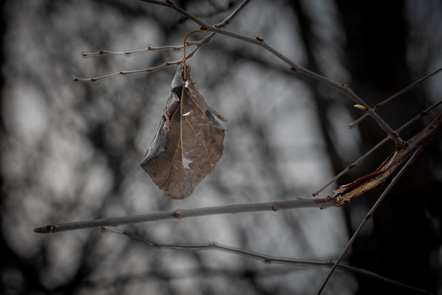 Photo #14139670