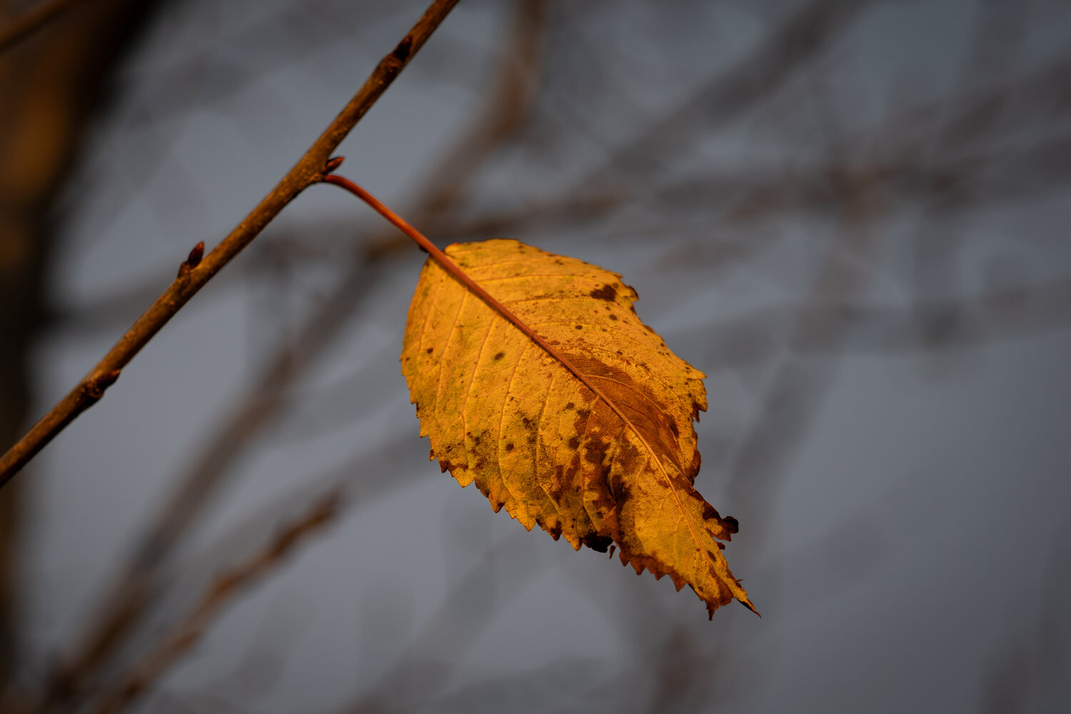 Photo #14139671