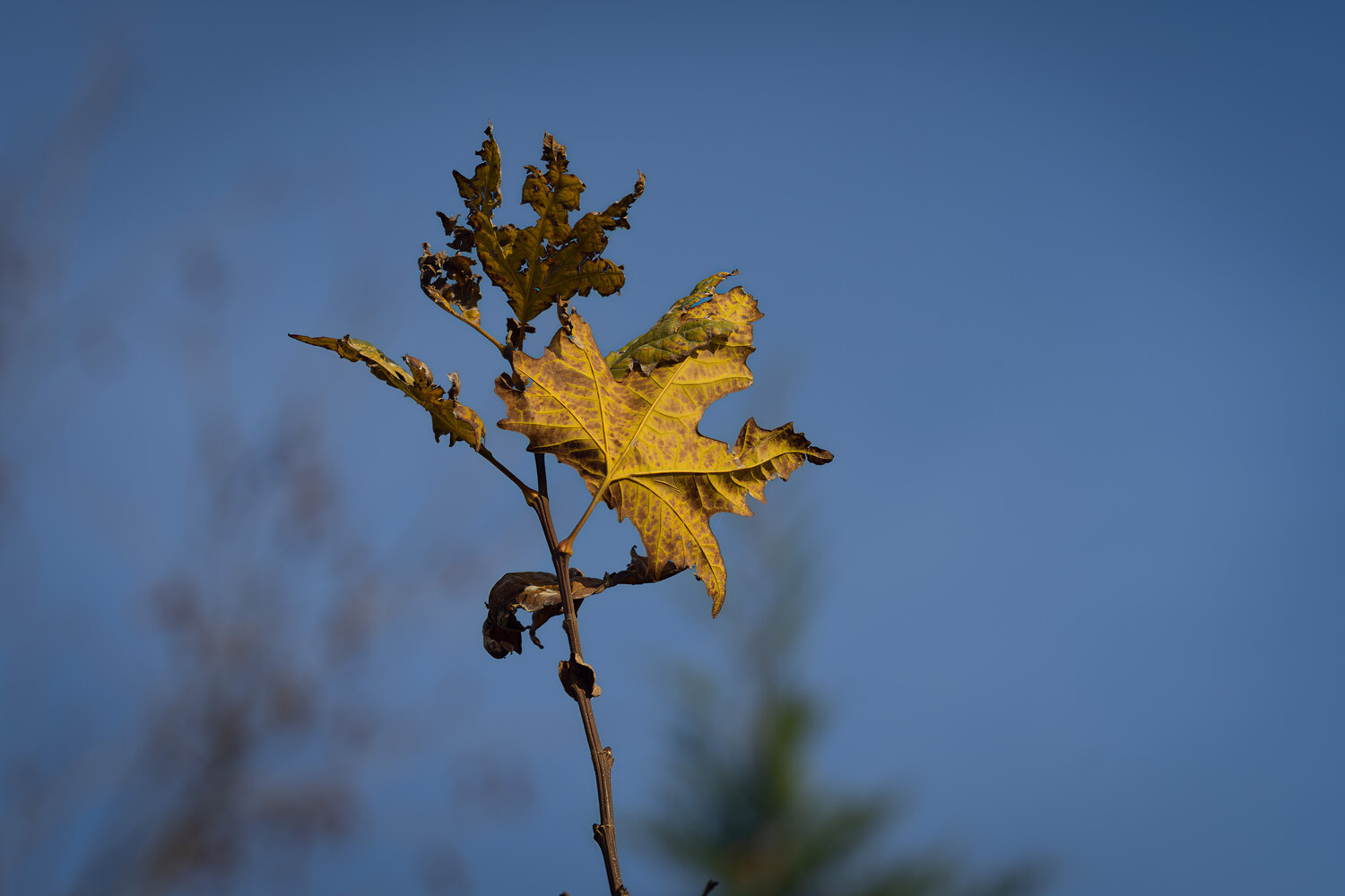 Photo #14139672