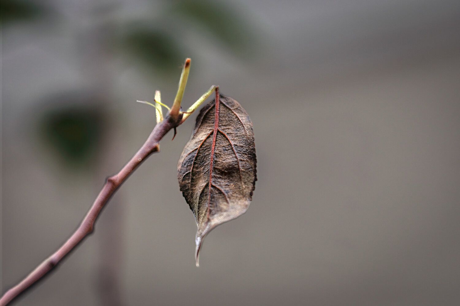 Photo #14139674