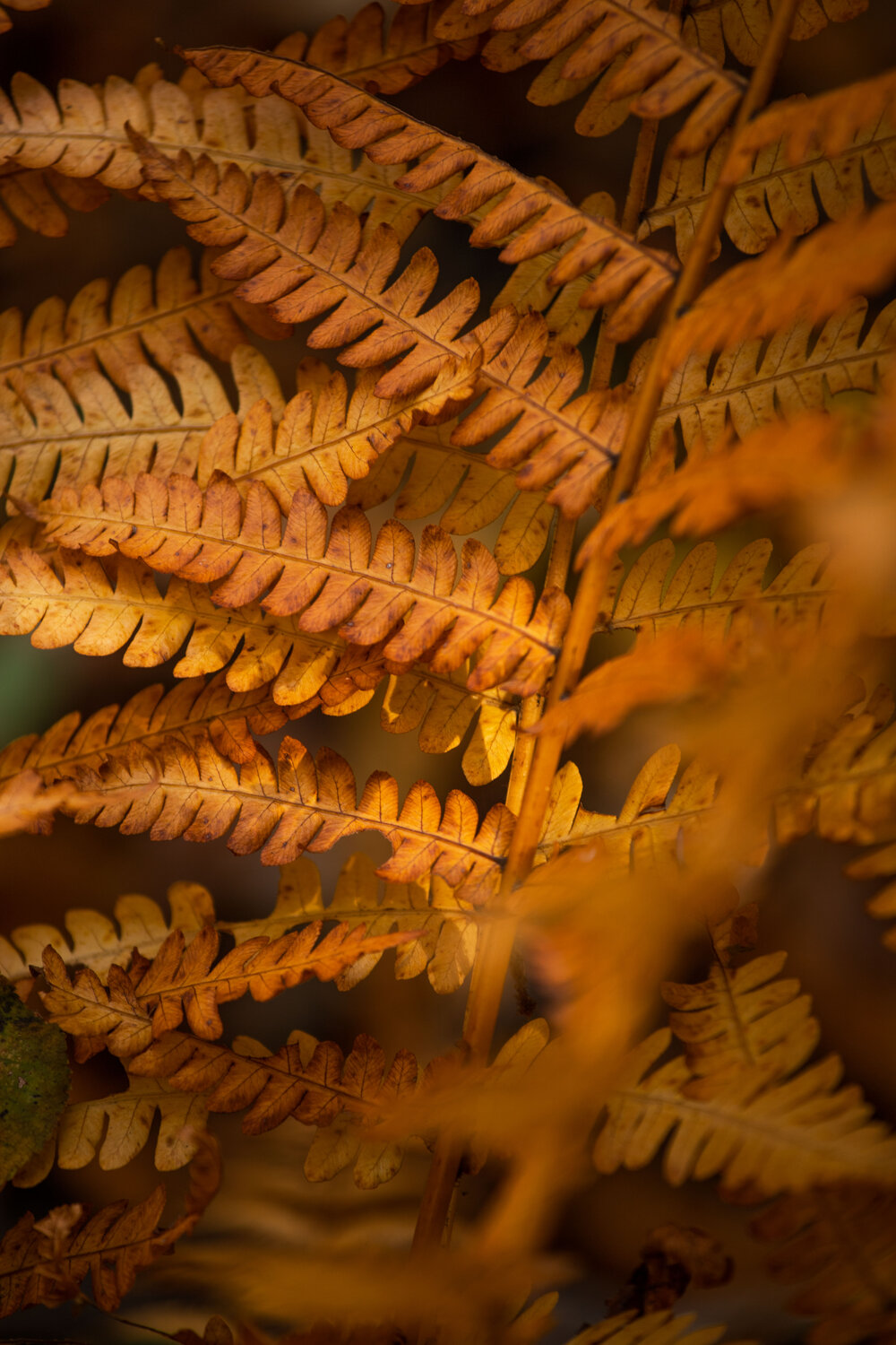 Photo #14139676