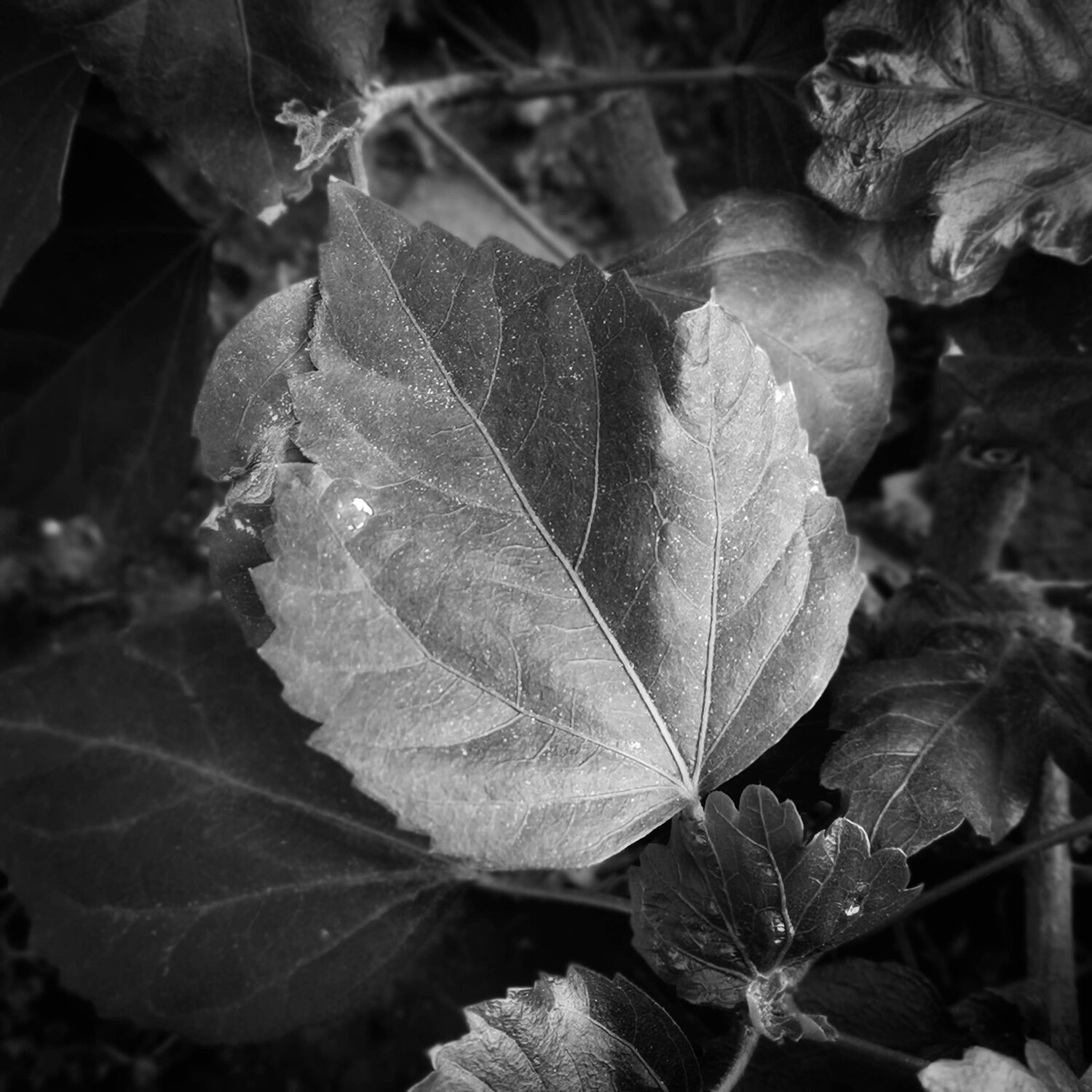 Photo #14140001
