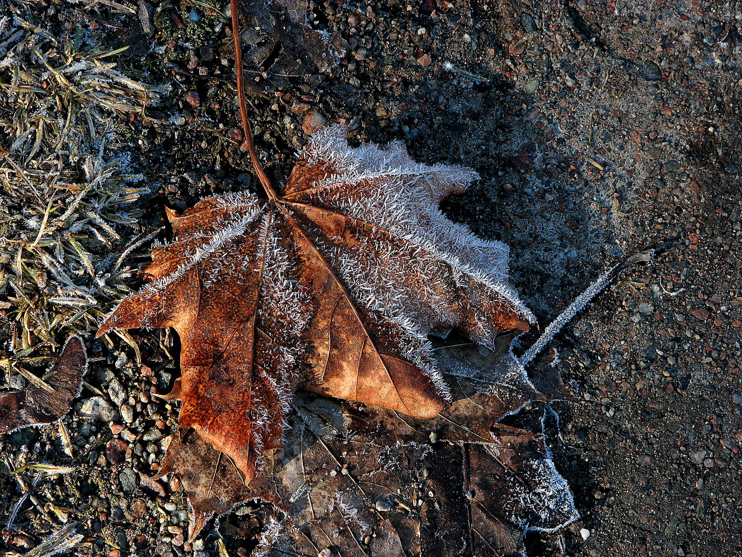 Photo #14140019