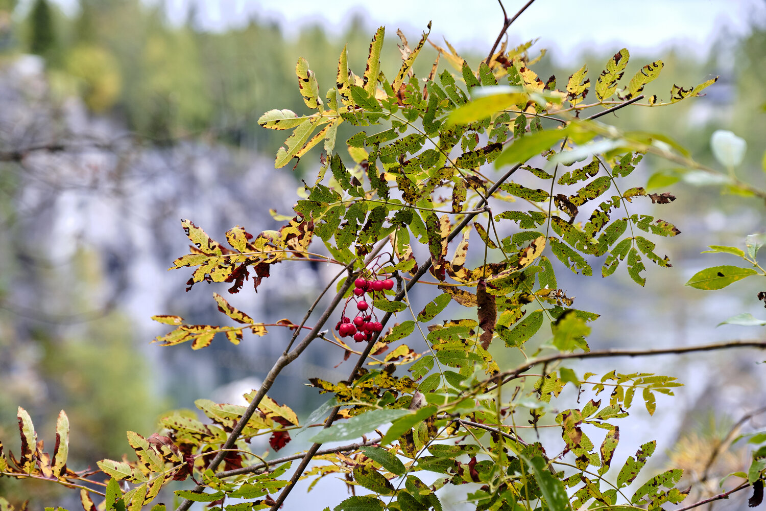 Photo #14140027