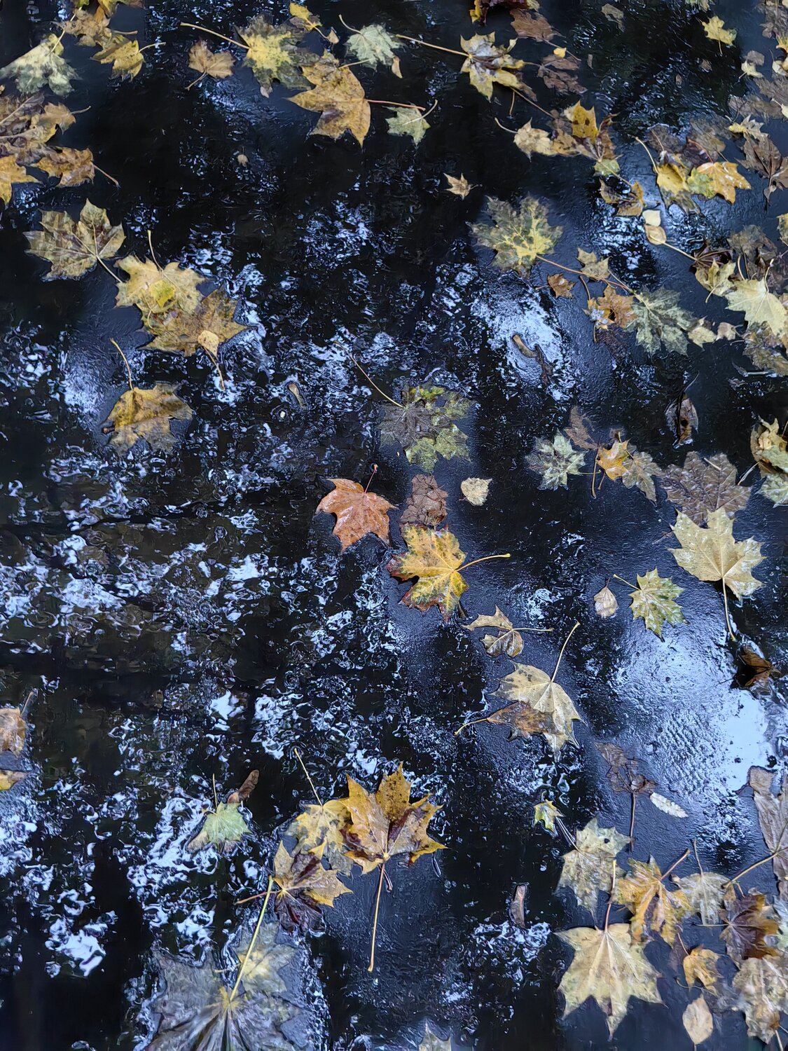 Photo #14140051