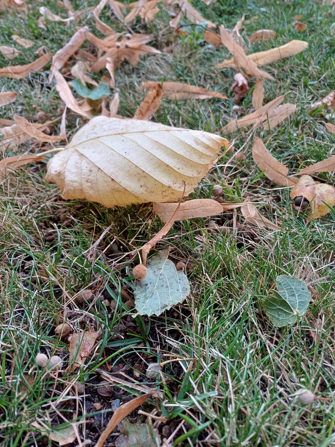 Photo #14140107