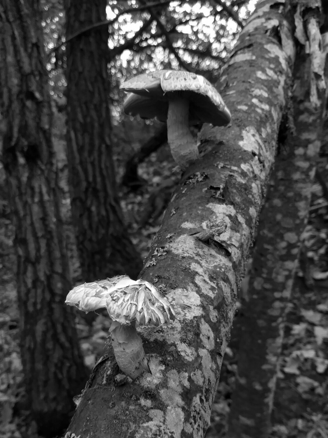 Photo #14140276