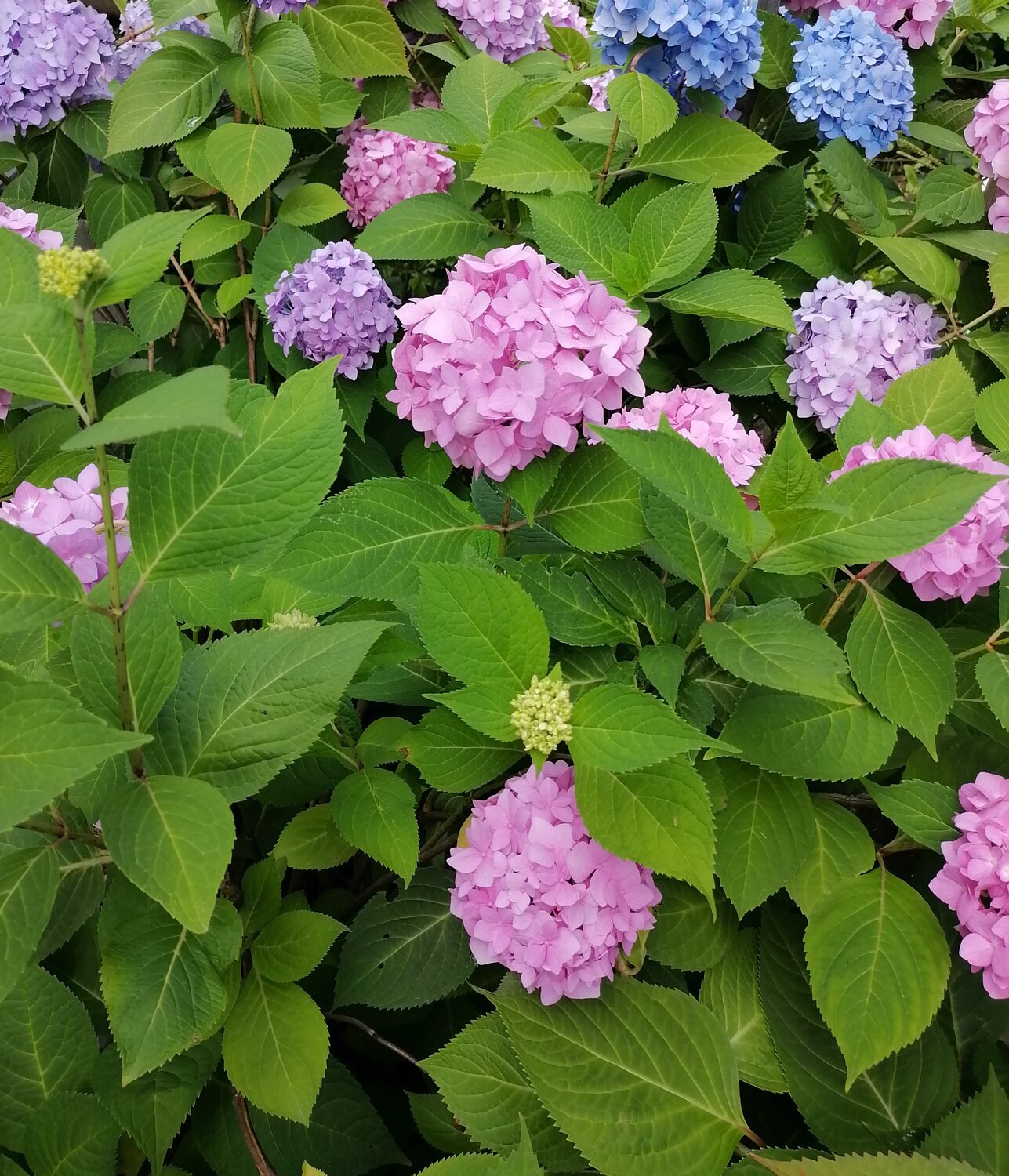 Photo #14140326