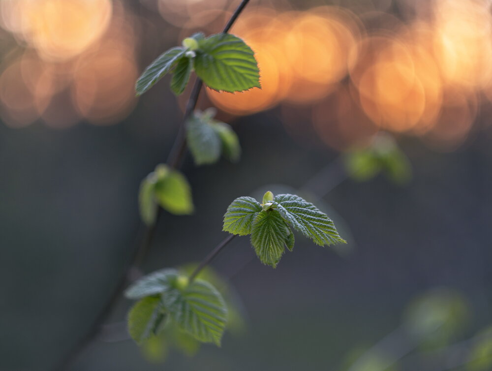 Photograph by Александр Гвоздь