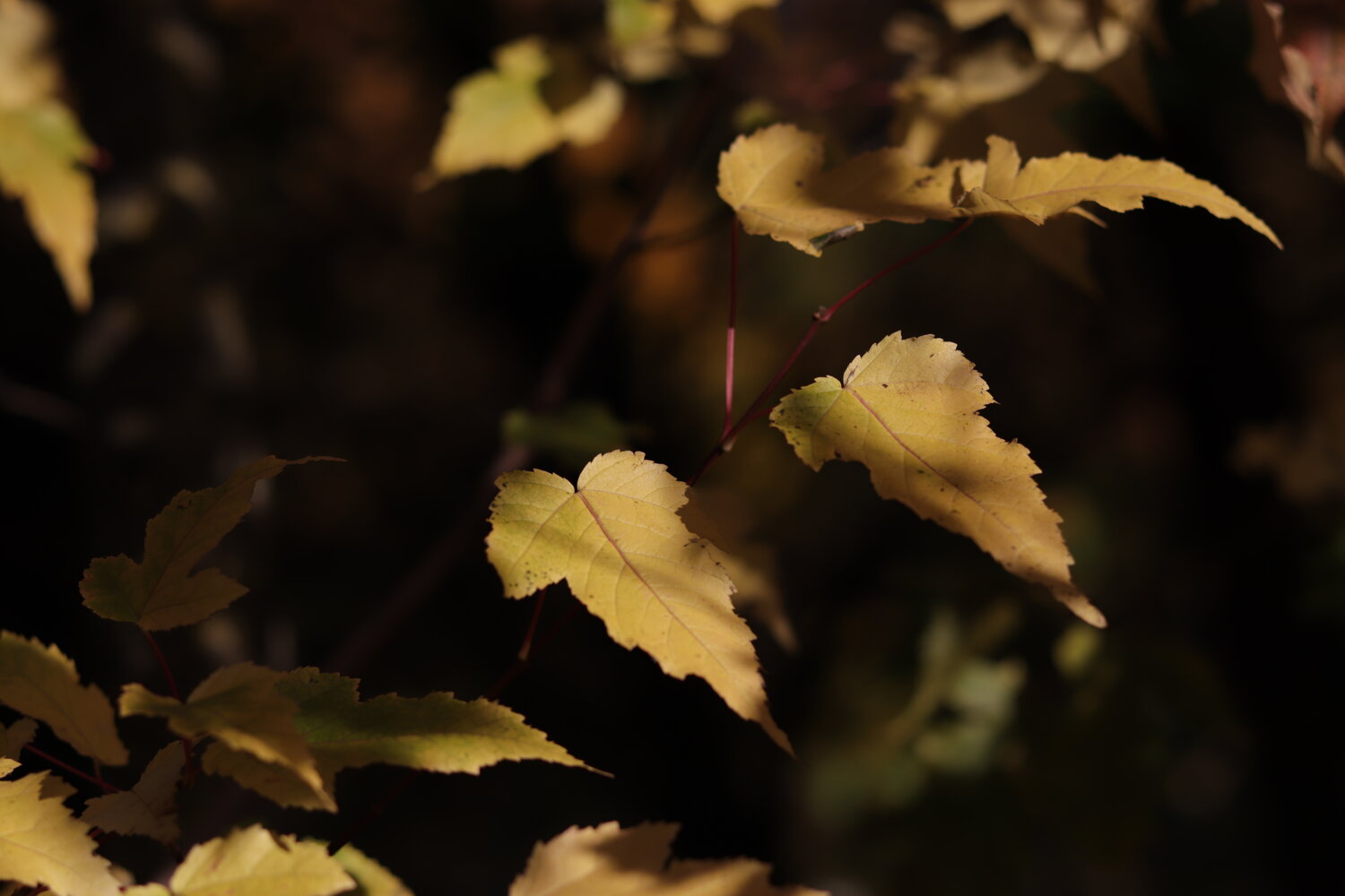 Photo #14140347