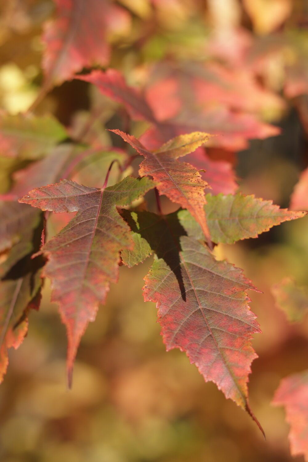 Photo #14140348