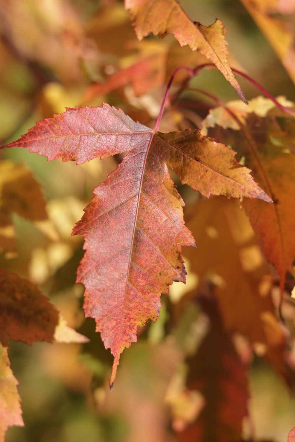 Photo #14140349