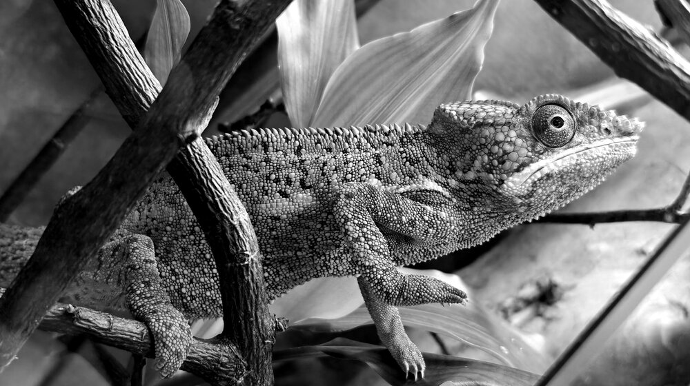 Photograph by Grădinaru Catalin