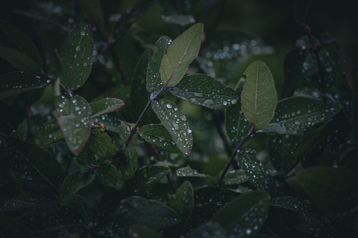 Photo #14140522
