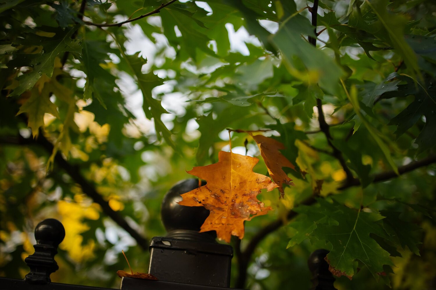 Photo #14140536