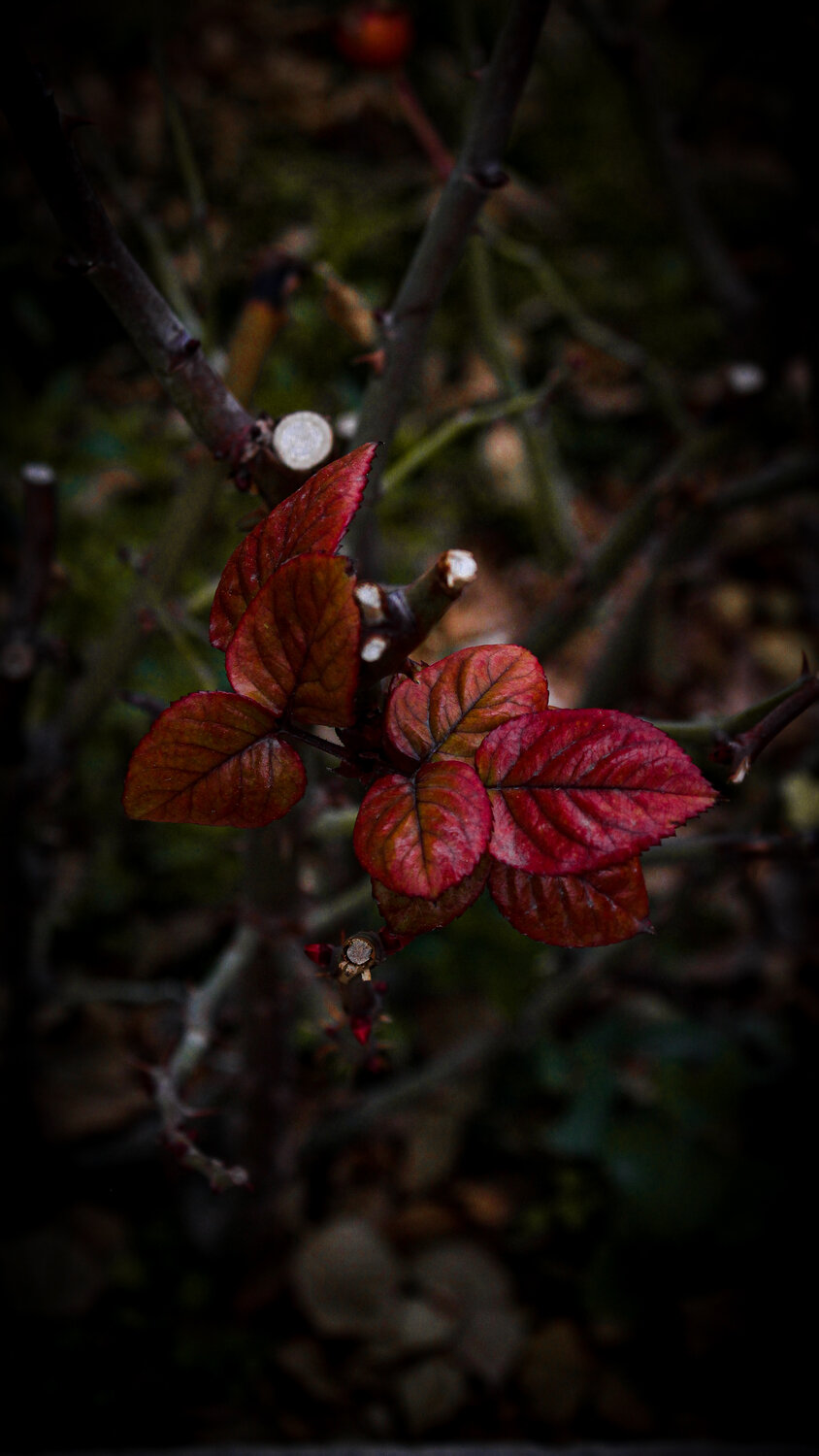 Photo #14140547