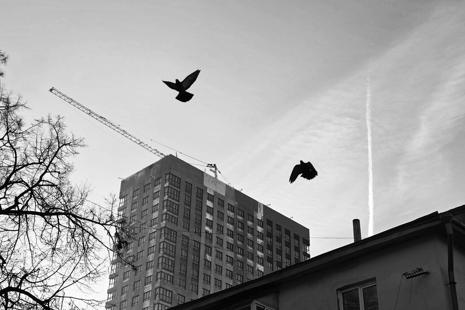 Photo #14140562