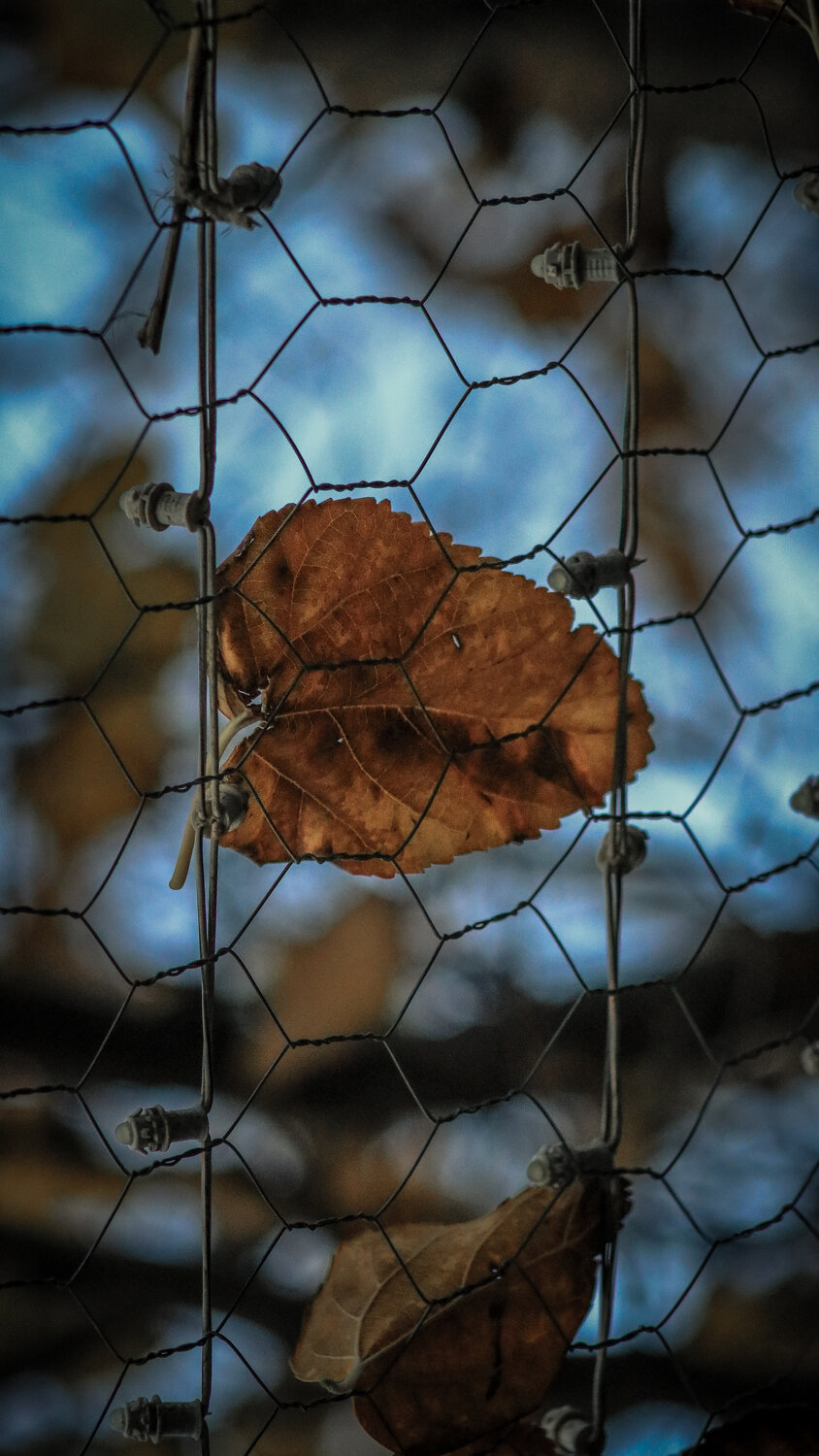 Photo #14140661