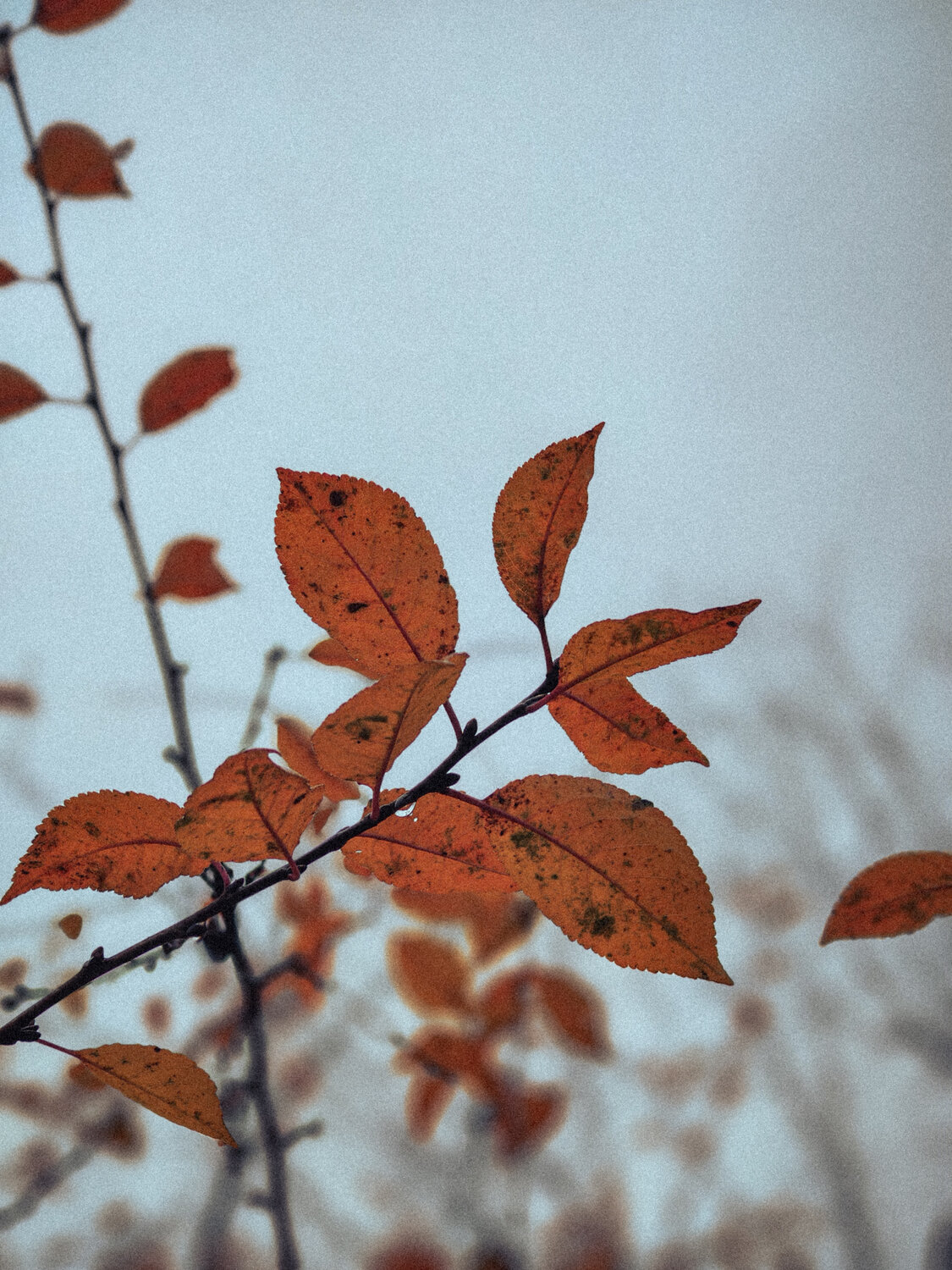 Photo #14140683