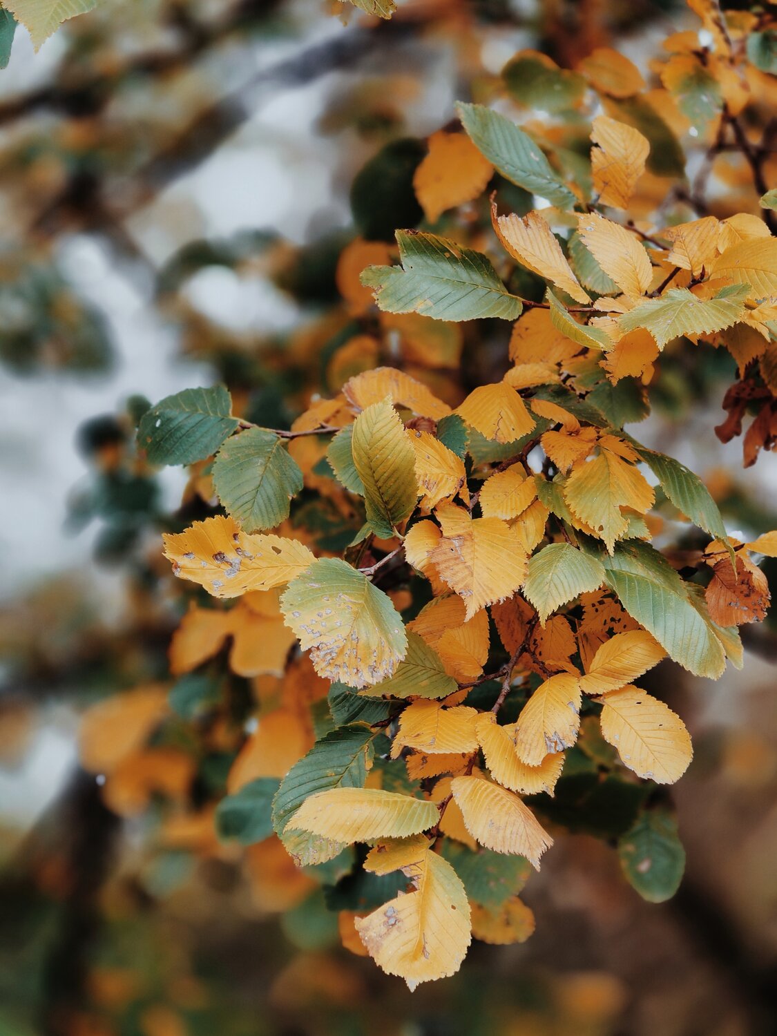 Photo #14140695