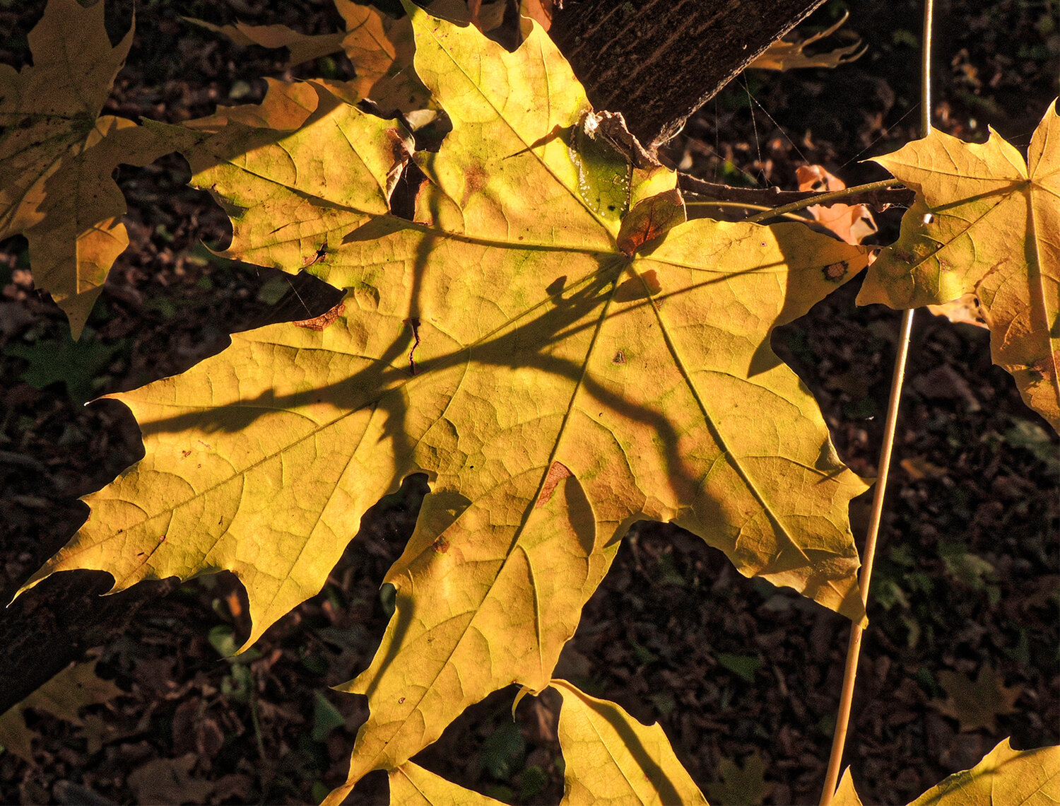 Photo #14140764