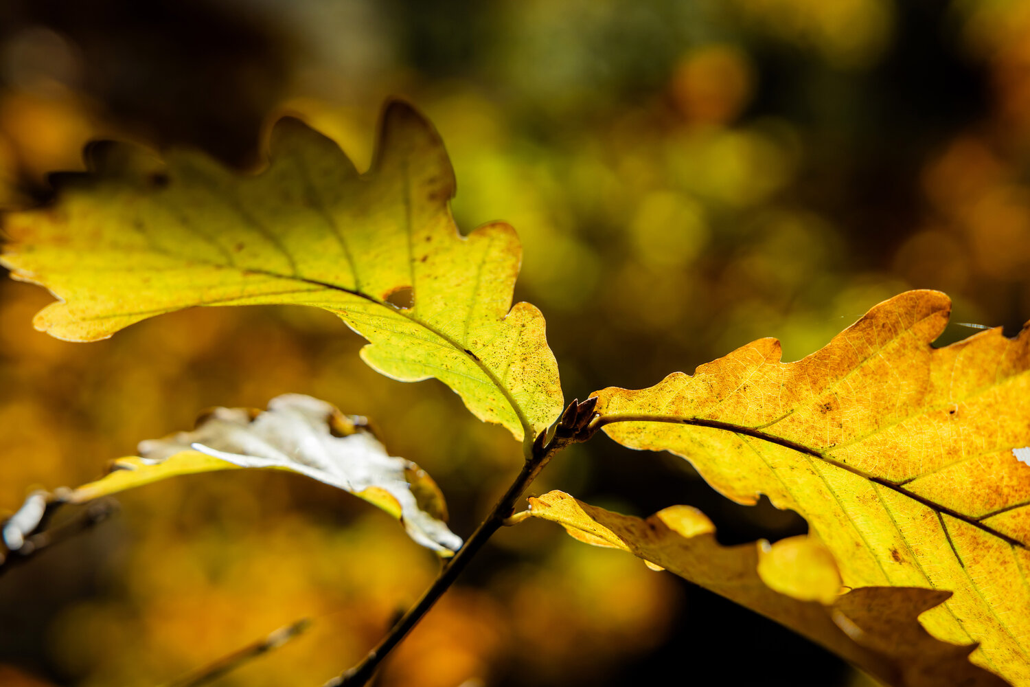 Photo #14140824