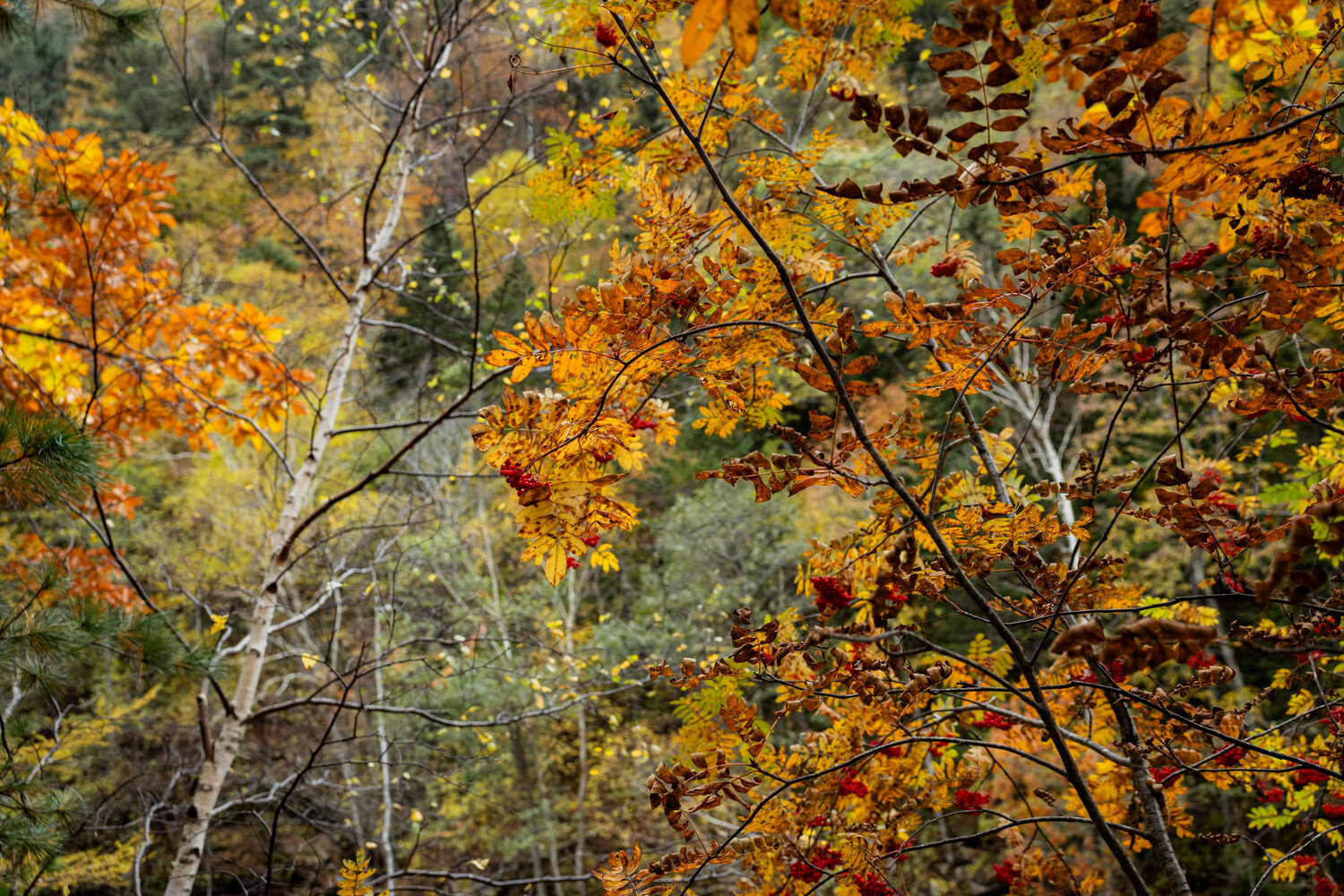Photo #14140825