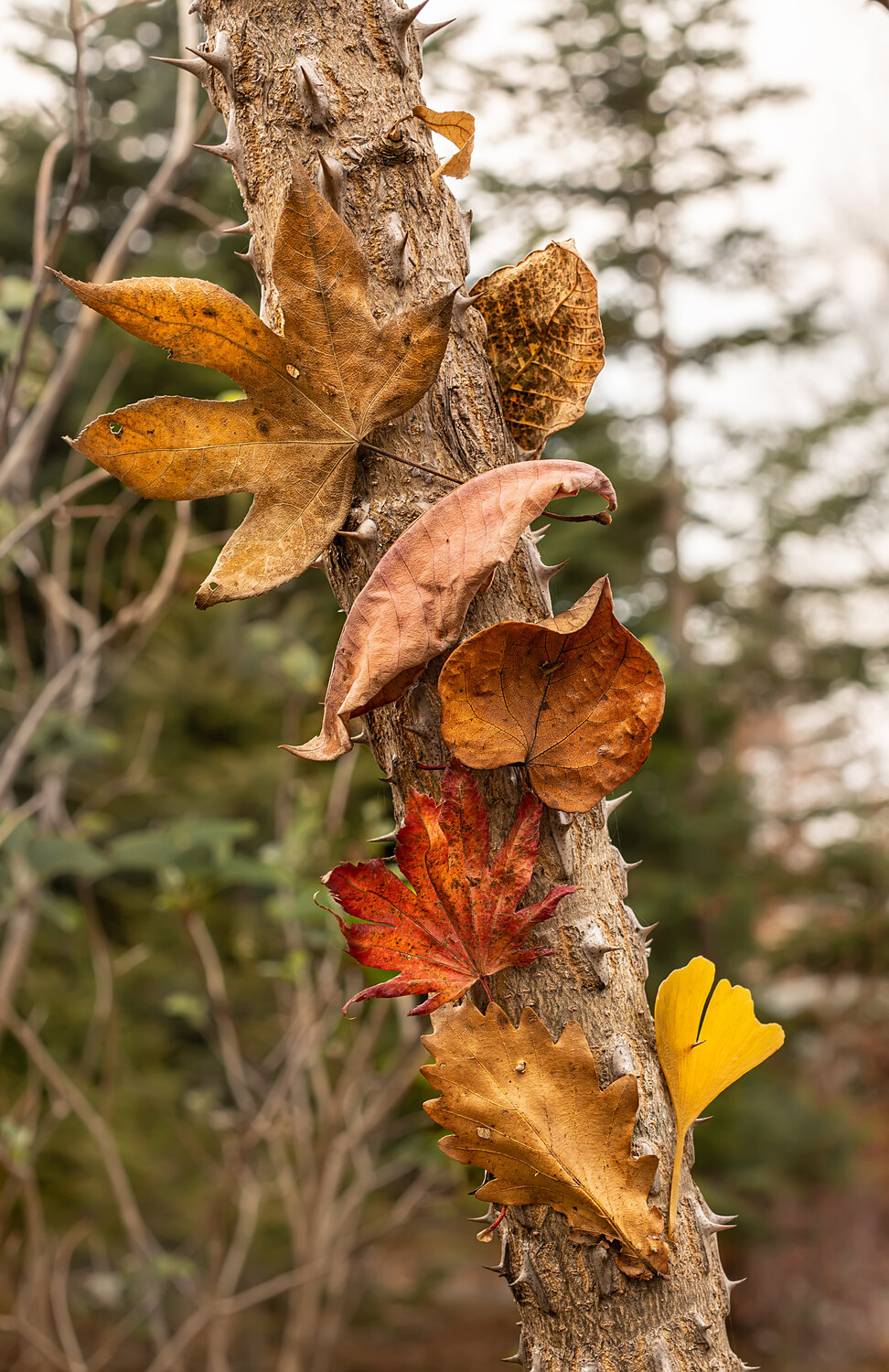 Photo #14140827