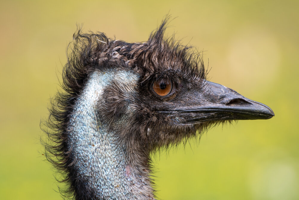 Emu, up close and personal