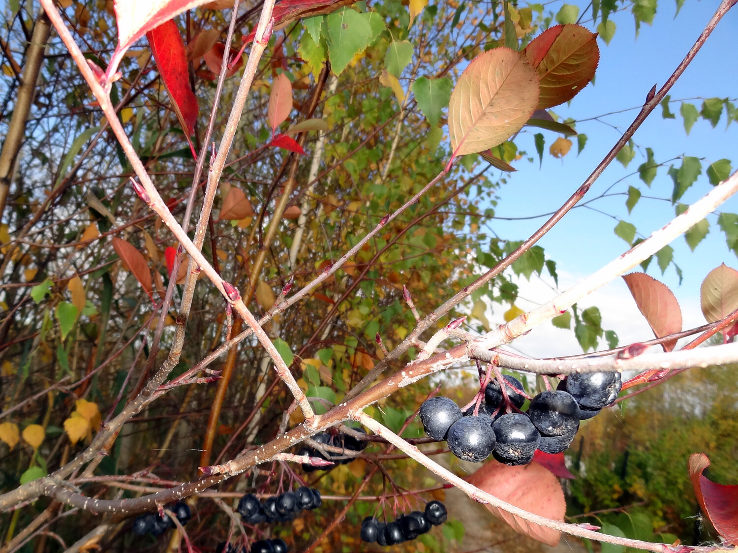 Photo #14140870