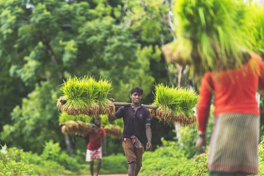 Gumai Beel is one of the largest paddy fields in Bangladesh