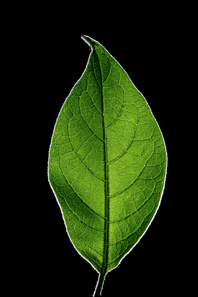 Photograph by Bùi Ngọc Hiếu