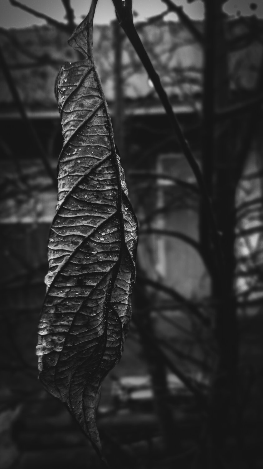 Photo #14141422